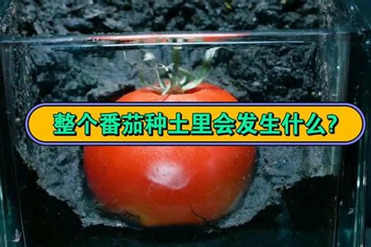 番茄种植的全过程需要怎样施肥 种植番茄怎么施肥