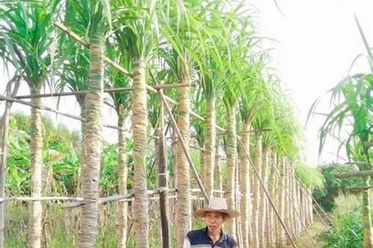 甘蔗多久施一次肥(施肥时间和方法)