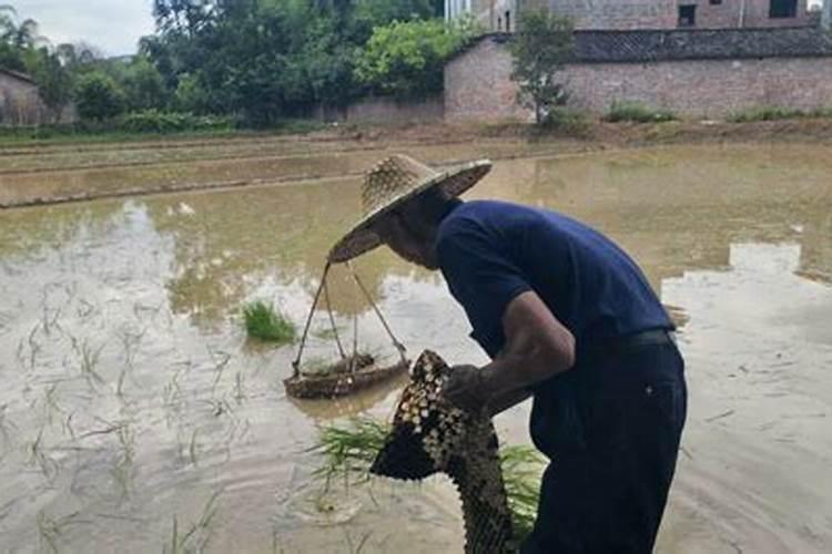水稻施钾肥正确方法