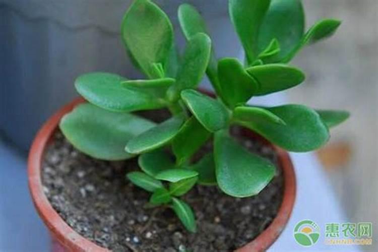 玉树扦插多久生根