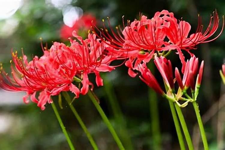 朱顶红花后应该怎么办？剪一刀,花剑蹭蹭冒!