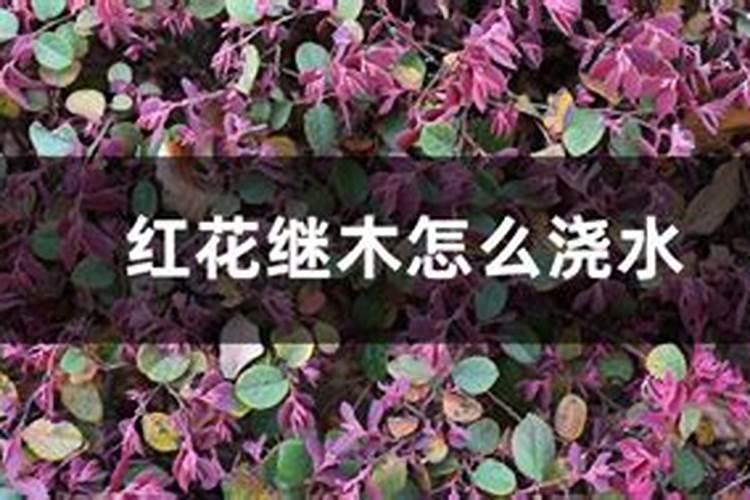 朱顶红花种球芯烂了怎么办
