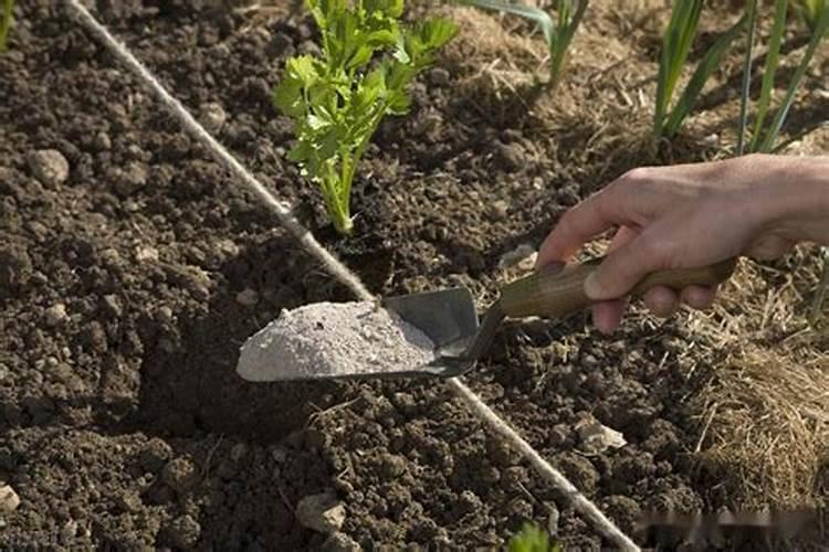 播完菜种需要马上施肥吗