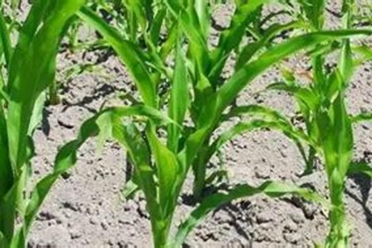 种菜怎么播种(菜种怎样播种好)