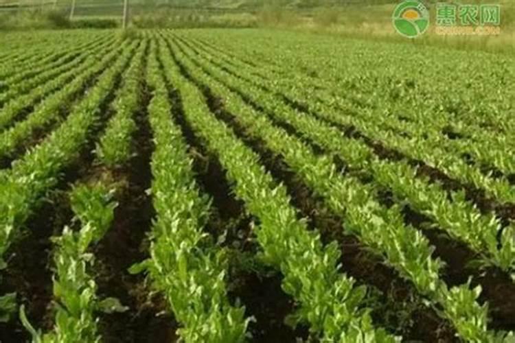 板蓝根种植技术是什么