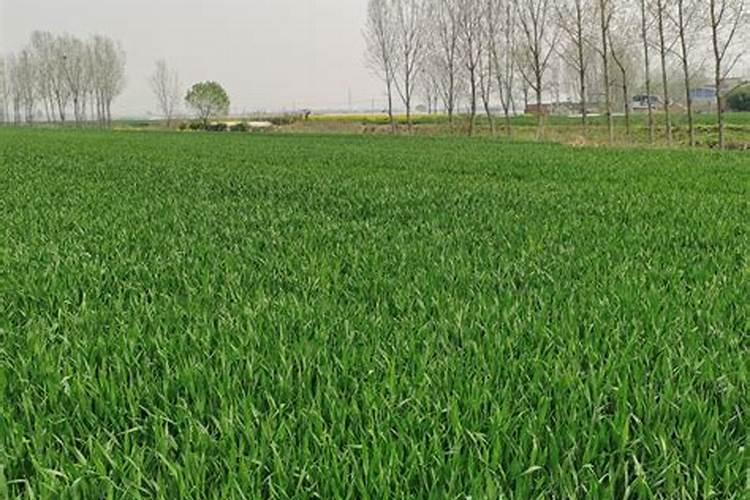 冬小麦拔节期怎么追肥 注意事项有哪些