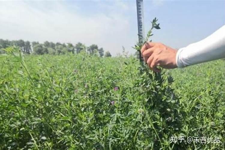 .苜蓿草喷磷酸二氢钾和尿素比例是多少？