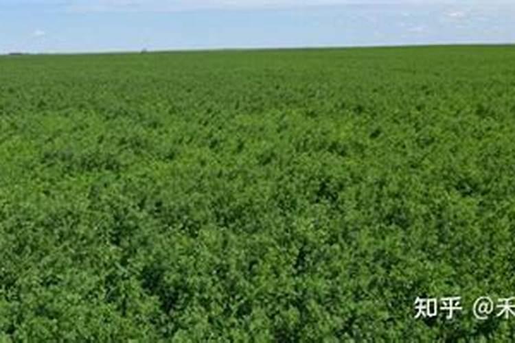 种植紫花苜蓿草需要什么肥料？