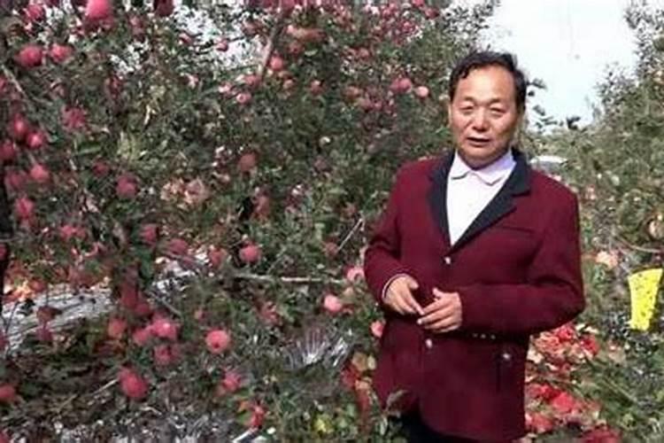 苹果树补钙几月份最好