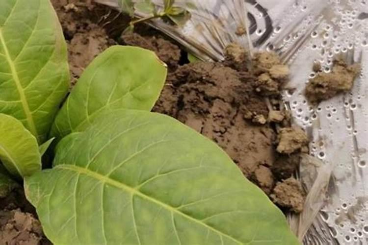 怎样根据烟草需肥特点进行施肥？