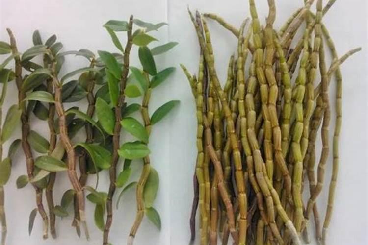 铁皮石斛用什么肥料好 怎么施肥