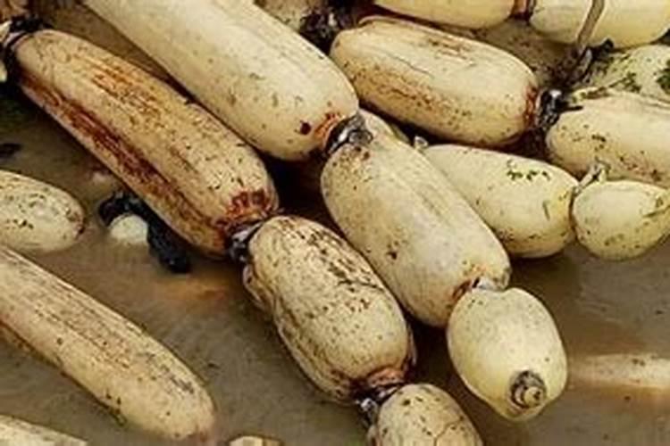 肟菌戊唑醇可以防治莲藕病吗