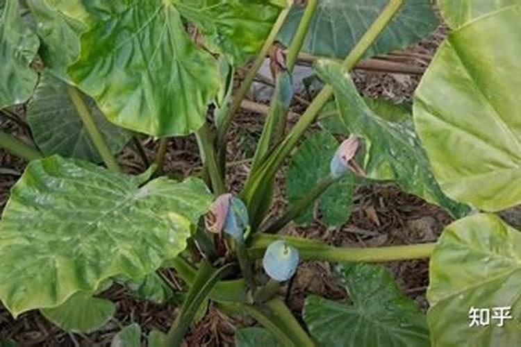 海芋花的养殖方法和注意事项