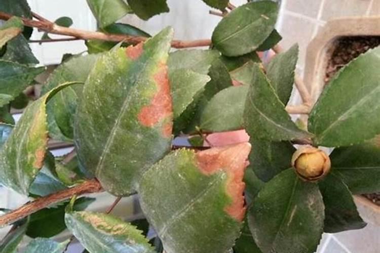 茶花叶发黄了怎么办