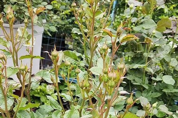 秋天果树施什么肥？