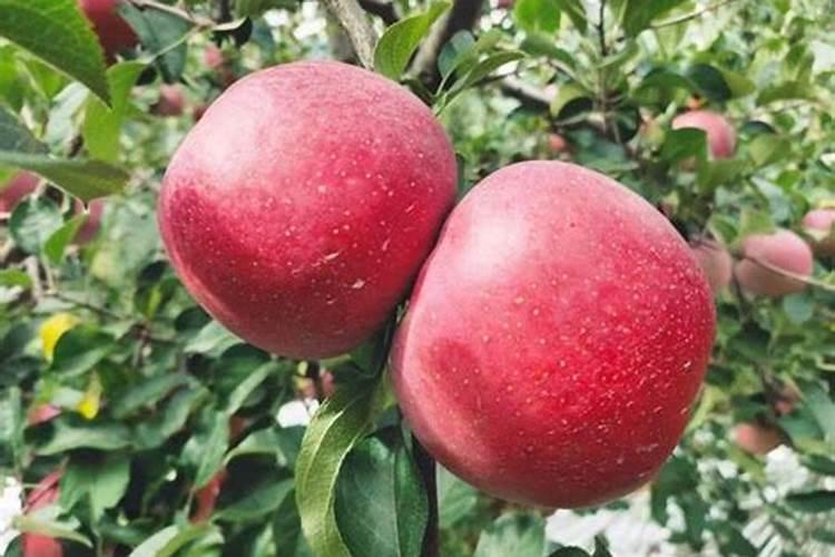 苹果树施钾肥正当时