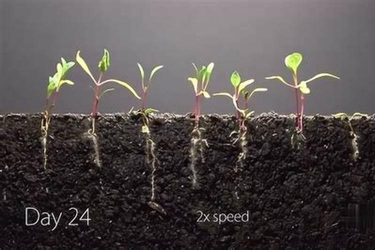 内门竹用什么肥出笋多又好养