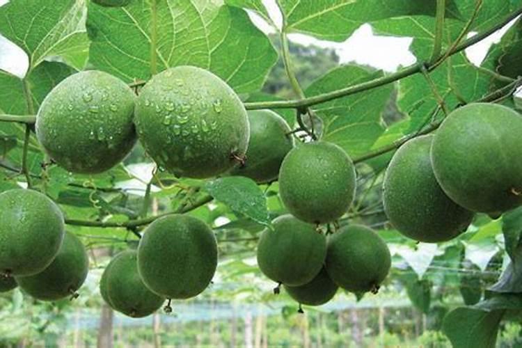 罗汉果怎么防虫