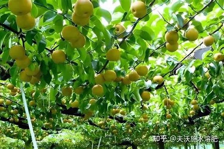梨树怎样施肥