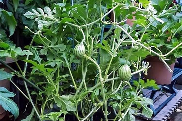 西瓜嫁接苗种下多久可以施肥？