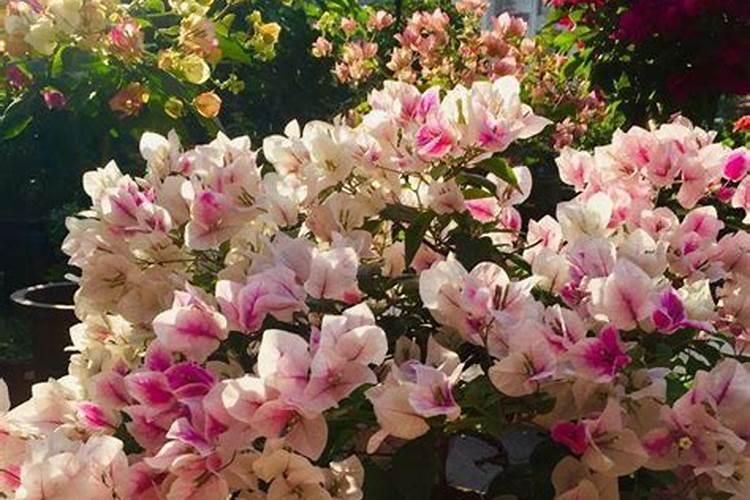 多肉植物需要什么肥料