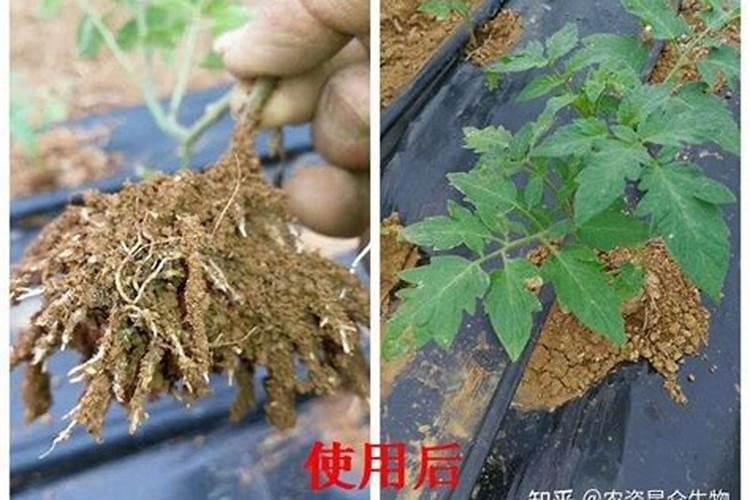 矿源黄腐酸钾和磷酸二氢钾复配使用