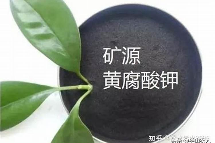 黄瓜是如何施肥？每株要施多少回？