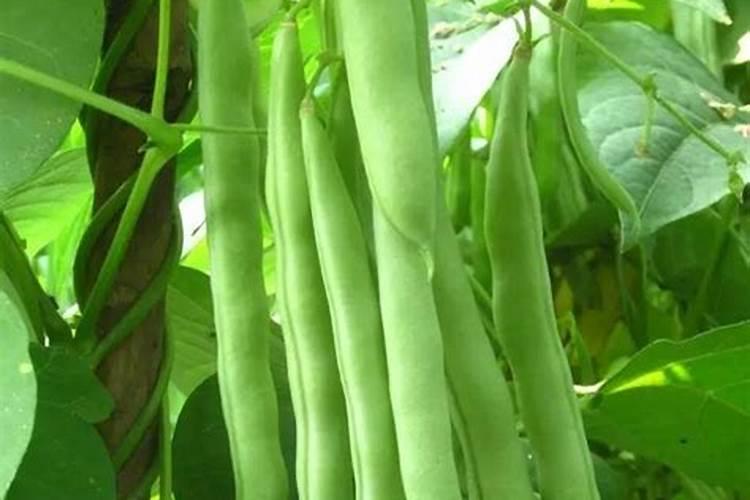 架豆多久施一次肥