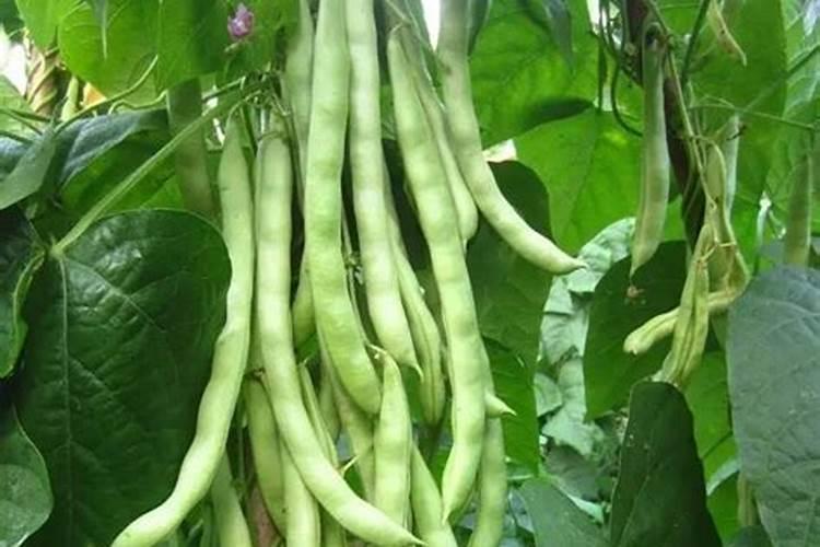 大棚架豆王开花管理