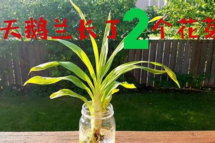 兰花水培怎么养才能旺盛 水培兰花怎么养才能更旺盛