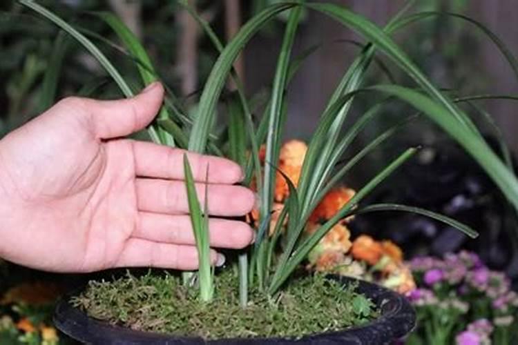 兰花可以水培吗？如果可以,如何做呢？