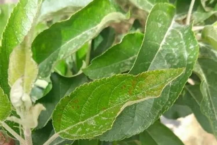 柿子树上什么肥料