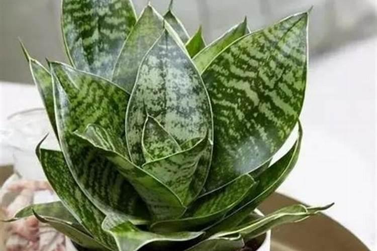 水稻晚上六点后能喷施叶面肥吗？