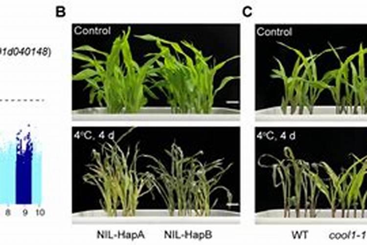 打玉米叶面肥用什么助剂好