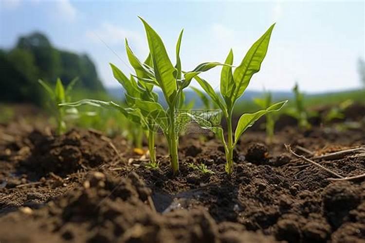 玉米叶面肥配方