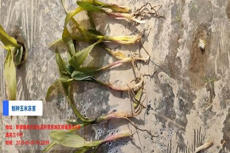 玉米五叶期喷什么叶面肥好