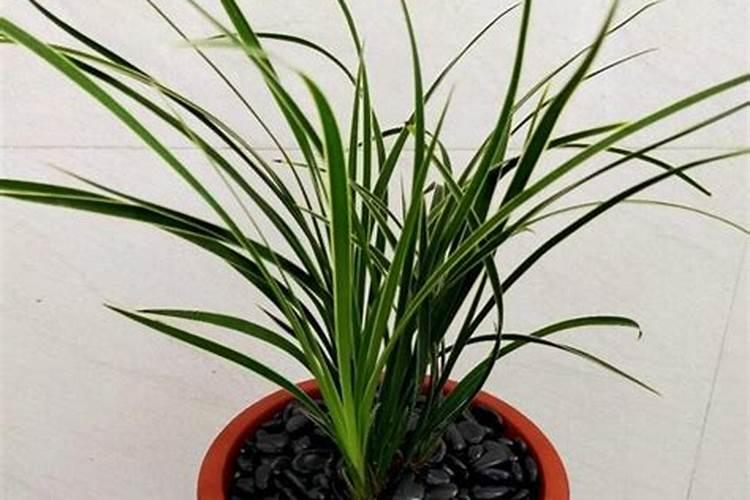 尿素可以浇吊兰吗