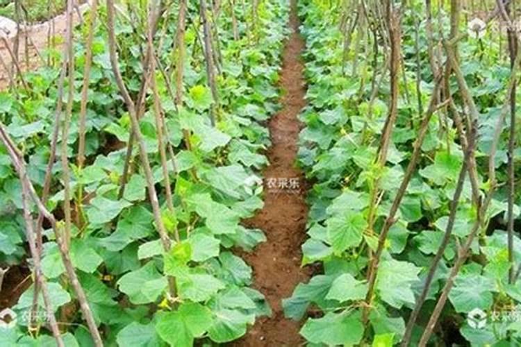 黄瓜初花期用磷酸二氢钾根施肥可以吗