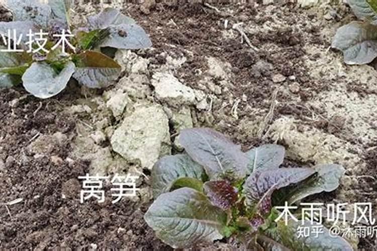 莴笋在生长过程中能用尿素施肥不