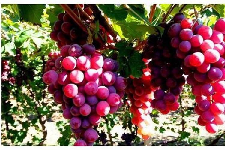 户太八号葡萄四四月份打什么农药