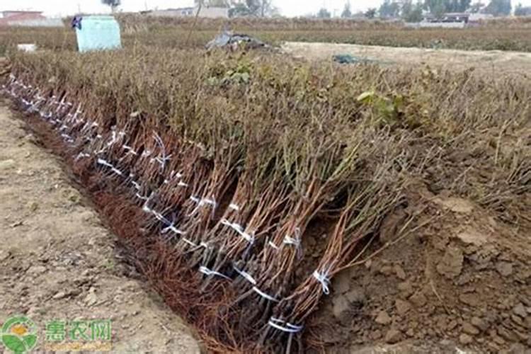 葡萄开花后施什么肥葡萄开花后怎么施肥