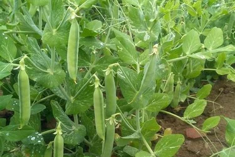 种豌豆用什么肥料最好