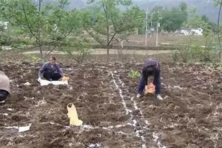 尿素在蔬菜什么时期用