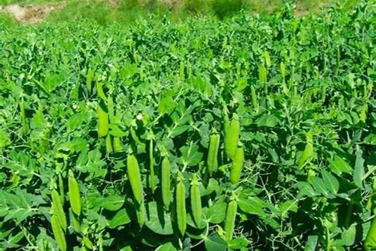 西屋和松下烤箱哪个好