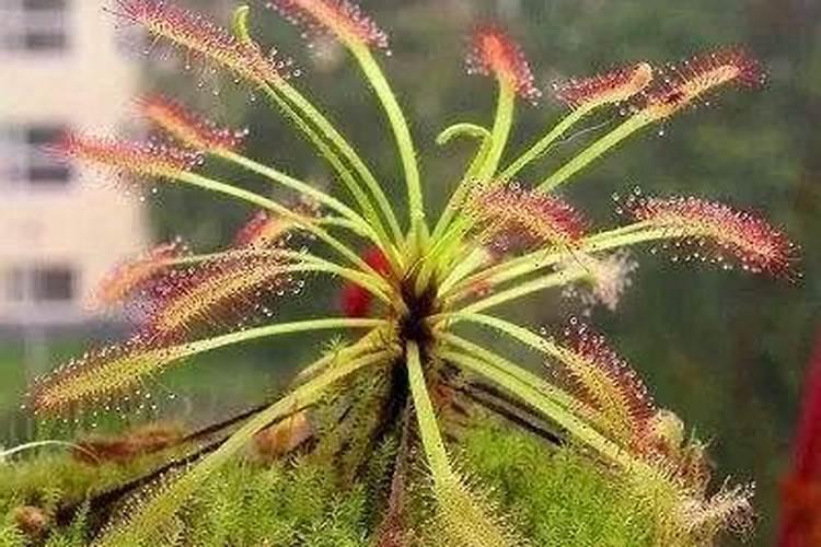 江西农用叶面肥木醋液