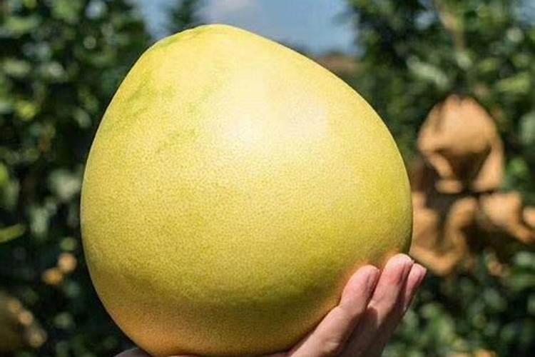 蜜柚膨果期施肥管理 施什么肥效果好