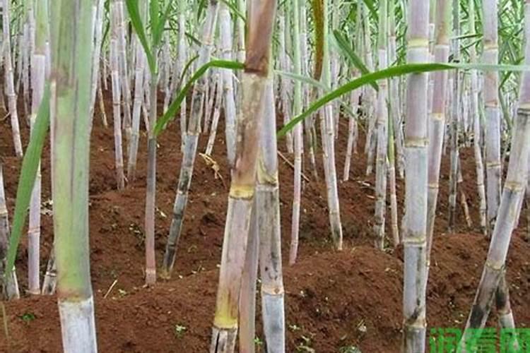 种植甘蔗怎样使用复合肥？