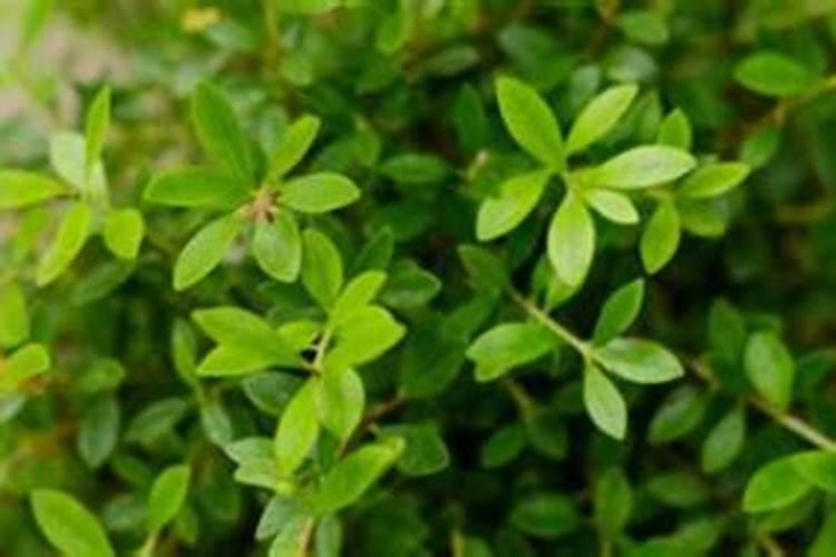 黄杨的养殖方法和注意事项