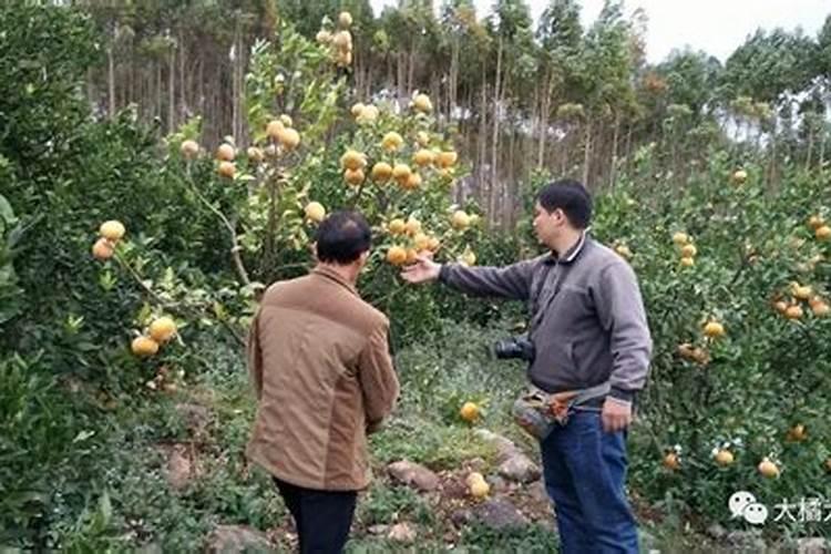 茂谷柑花果同树能打芸苔素和磷酸二氢钾跟药一起喷大果一会有药害吗？