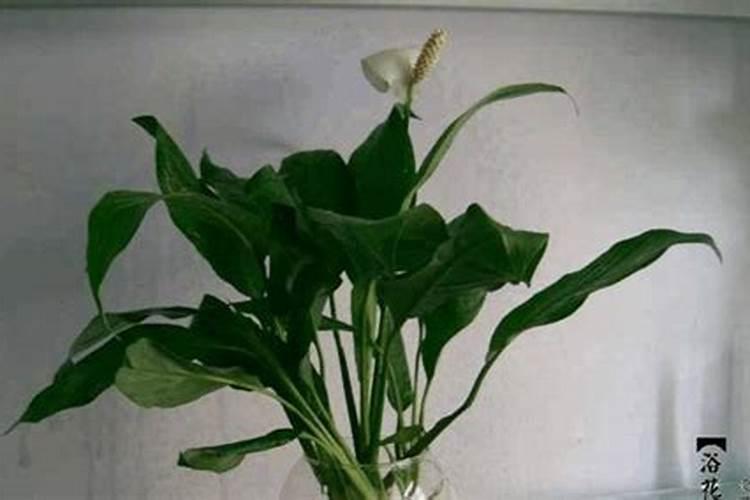 白掌喜欢什么肥料,根据植株需求施不同肥料